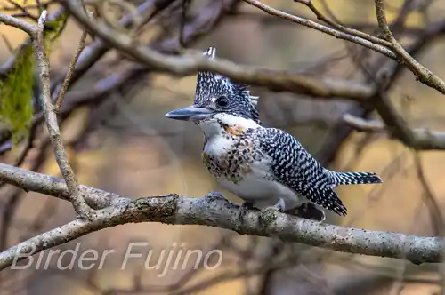 AFボーグ BORG90FLで撮影したヤマセミの写真画像