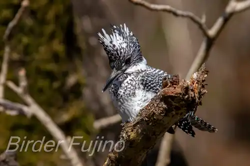 AFボーグ BORG90FLで撮影したヤマセミドアップ写真画像