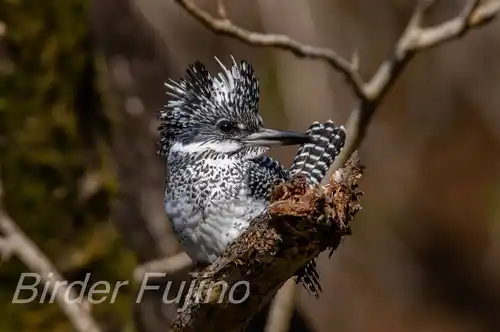 AFボーグ BORG90FLで撮影したヤマセミドアップ写真画像