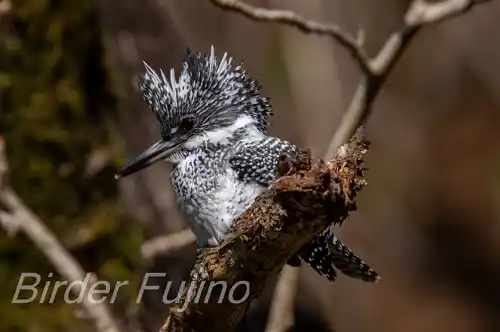 AFボーグ BORG90FLで撮影したヤマセミドアップ写真画像