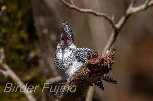 AFボーグ BORG90FLで撮影したヤマセミドアップ写真画像