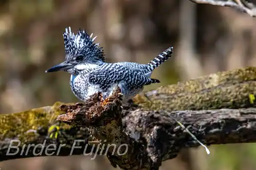 AFボーグ BORG90FLで撮影したヤマセミの写真画像