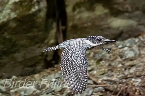 AFボーグ BORG45EDⅡ撮影ヤマセミの飛翔写真画像(トビモノ)