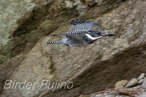 AFボーグ BORG45EDⅡ撮影ヤマセミの飛翔写真画像(トビモノ)