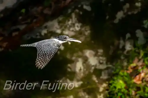 AFボーグ BORG71FL撮影ヤマセミの飛翔写真画像(トビモノ)