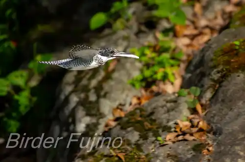 AFボーグ BORG71FL撮影ヤマセミの飛翔写真画像(トビモノ)