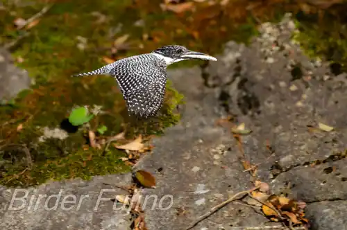 AFボーグ BORG71FL撮影ヤマセミの飛翔写真画像(トビモノ)