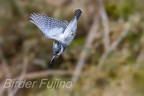 AFボーグ BORG71FL撮影ヤマセミの飛翔写真画像(トビモノ)