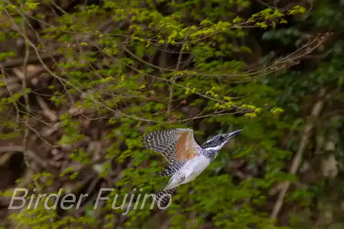 AFボーグ BORG71FL撮影ヤマセミの飛翔写真画像(トビモノ)