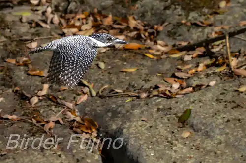 AFボーグ BORG71FL撮影ヤマセミの飛翔写真画像(トビモノ)
