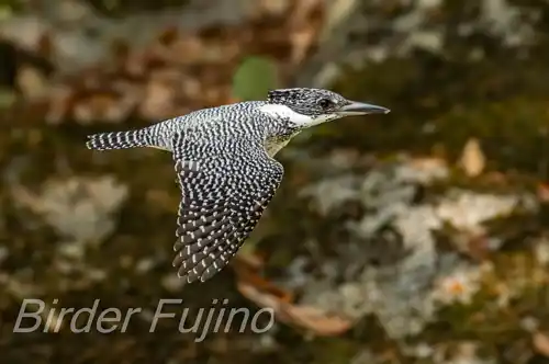 AFボーグ BORG71FL撮影ヤマセミの飛翔写真画像(トビモノ)