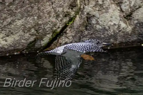 AFボーグ BORG71FL撮影ヤマセミの飛翔写真画像(トビモノ)