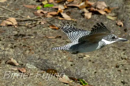 AFボーグ BORG71FL撮影ヤマセミの飛翔写真画像(トビモノ)