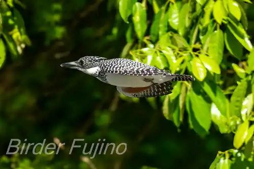 AFボーグ BORG71FL撮影ヤマセミの飛翔写真画像(トビモノ)