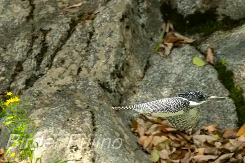 AFボーグ BORG71FL撮影ヤマセミの飛翔写真画像(トビモノ)