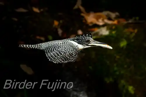 AFボーグ BORG71FL撮影ヤマセミの飛翔写真画像(トビモノ)