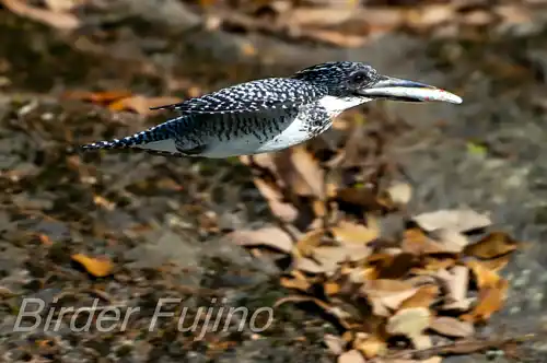 AFボーグ BORG71FL撮影ヤマセミの飛翔写真画像(トビモノ)