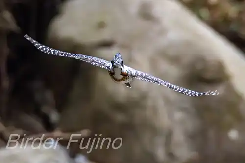 AFボーグ BORG71FL撮影ヤマセミの飛翔写真画像(トビモノ)