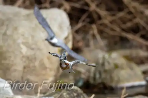 AFボーグ BORG71FL撮影ヤマセミの飛翔写真画像(トビモノ)