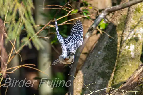 AFボーグ BORG71FL撮影ヤマセミの飛翔写真画像(トビモノ)