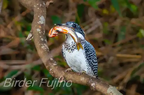 BORG125SDで撮影したヤマセミの写真画像