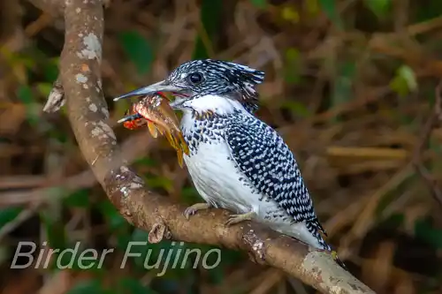 BORG125SDで撮影したヤマセミの写真画像