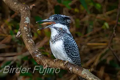 BORG125SDで撮影したヤマセミの写真画像