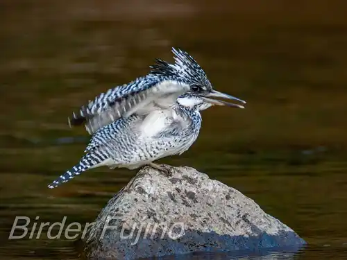 BORG125SDで撮影したヤマセミの写真画像