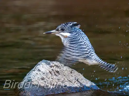 BORG125SDで撮影したヤマセミの写真画像