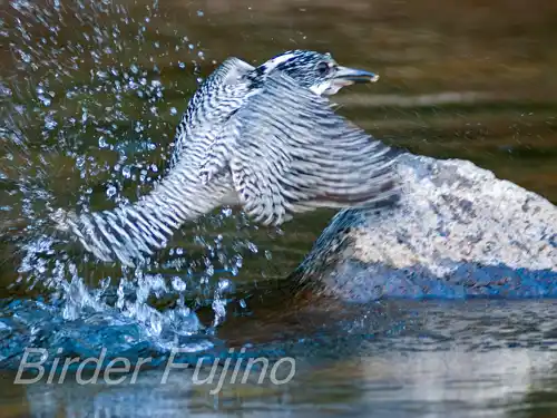 BORG125SDで撮影したヤマセミの写真画像