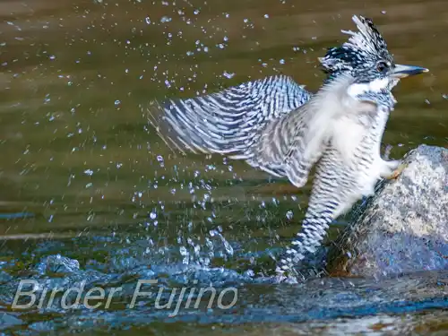 BORG125SDで撮影したヤマセミの写真画像