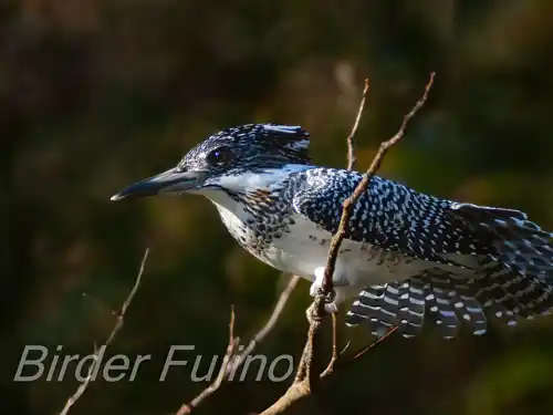 BORG125SDで撮影したヤマセミの写真画像