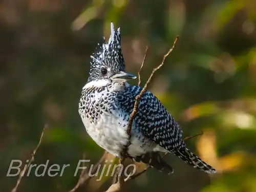 BORG125SDで撮影したヤマセミの写真画像